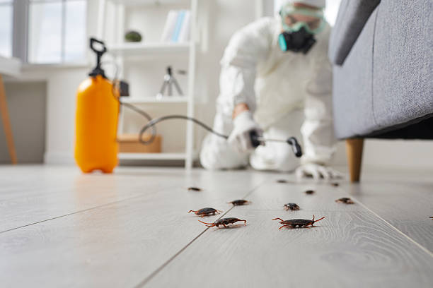 Affordable Cockroach Control solutions in Ricardo, TX